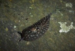 Pseudaneitea