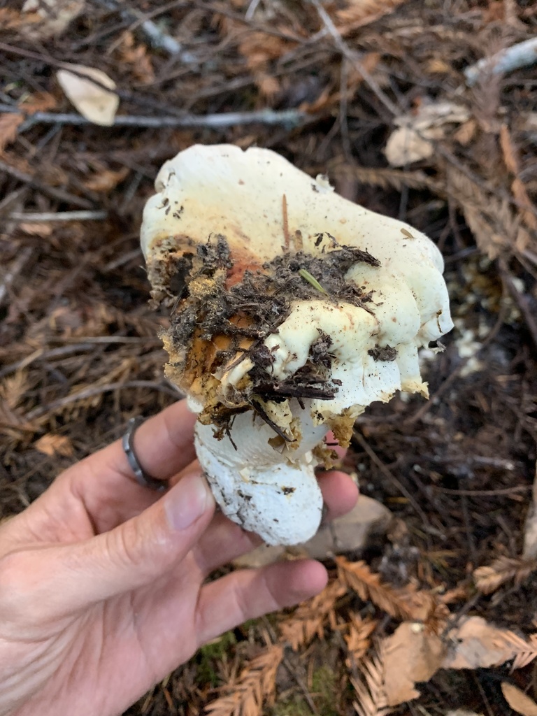 lobster mushroom from Jackson Demonstration State Forest, Fort Bragg