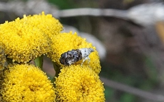 Neocaloreas leucobasis
