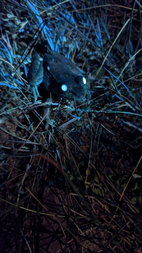 Green Frog photographed in Michigan