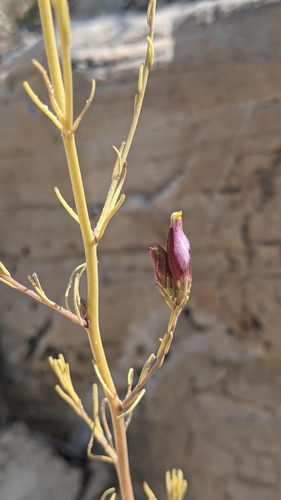 Cordylanthus eremicus ssp. eremicus