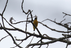 Euphonia hirundinacea