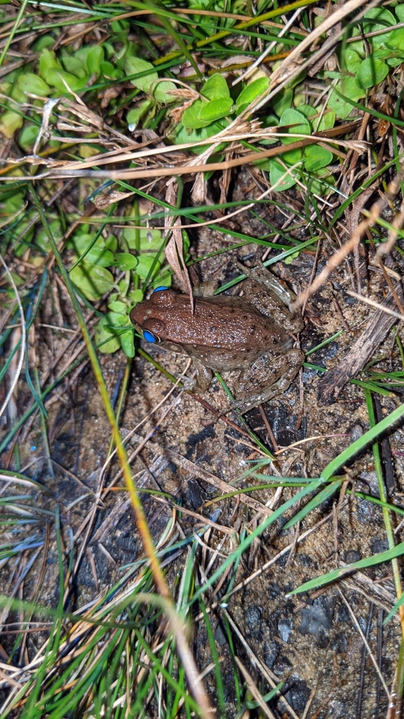 Photo of a Green Frog