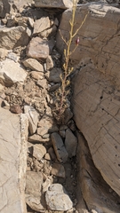 Cordylanthus eremicus eremicus