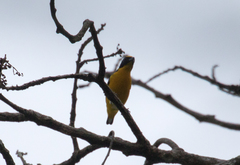 Euphonia hirundinacea