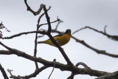 Euphonia hirundinacea