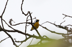 Euphonia hirundinacea