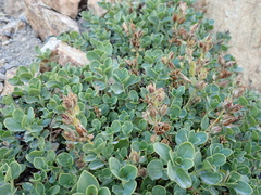 Penstemon davidsonii