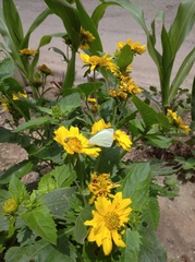 Leptophobia