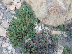 Penstemon davidsonii