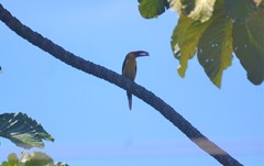 Pteroglossus bailloni