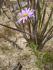 Olearia ciliata