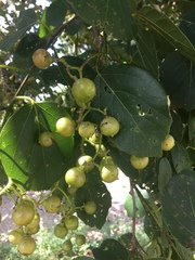 Melicoccus bijugatus