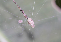 Cyclosa