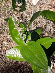 Miconia fallax