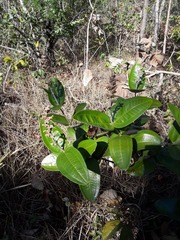 Miconia fallax