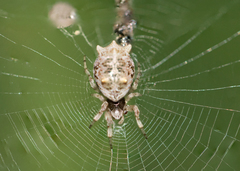 Cyclosa