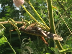 Schistocerca americana