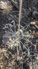 Lupinus magnificus magnificus