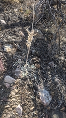 Lupinus magnificus magnificus