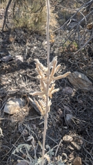 Lupinus magnificus magnificus