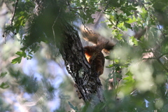 Sciurus nayaritensis
