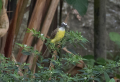 Myiozetetes similis