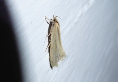 Tingena chloradelpha