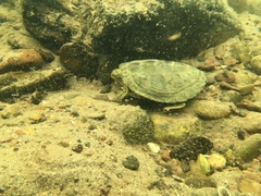 Graptemys geographica