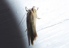 Tingena chloradelpha