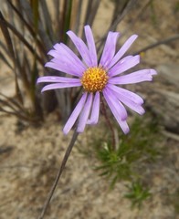 Olearia ciliata