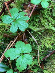 Rubus pedatus