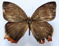 Taygetis rufomarginata