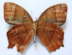 Taygetis rufomarginata