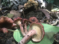 Cantharellus violaceovinosus