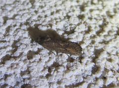 Acrolophus cockerelli