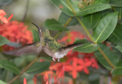 Trochilidae