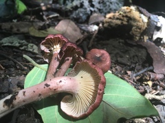Cantharellus violaceovinosus
