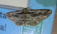 Iridopsis obliquaria