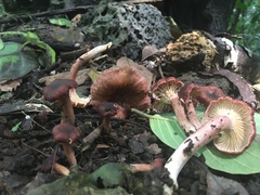 Cantharellus violaceovinosus