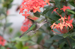 Trochilidae