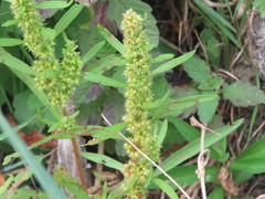 Rumex maritimus
