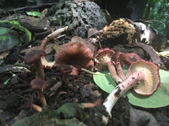 Cantharellus violaceovinosus