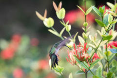 Trochilidae