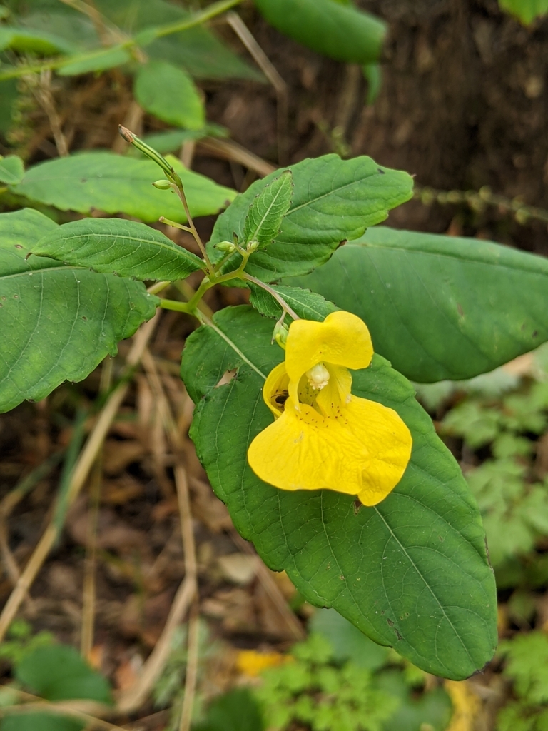 pale jewelweed