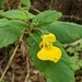 Pale Jewelweed - Photo (c) sci_fam, some rights reserved (CC BY-NC), uploaded by sci_fam