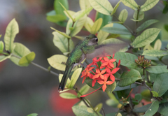 Trochilidae
