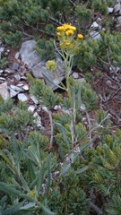 Senecio carnerensis