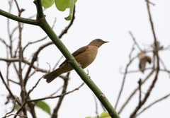 Turdus grayi
