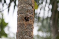 Melanerpes aurifrons